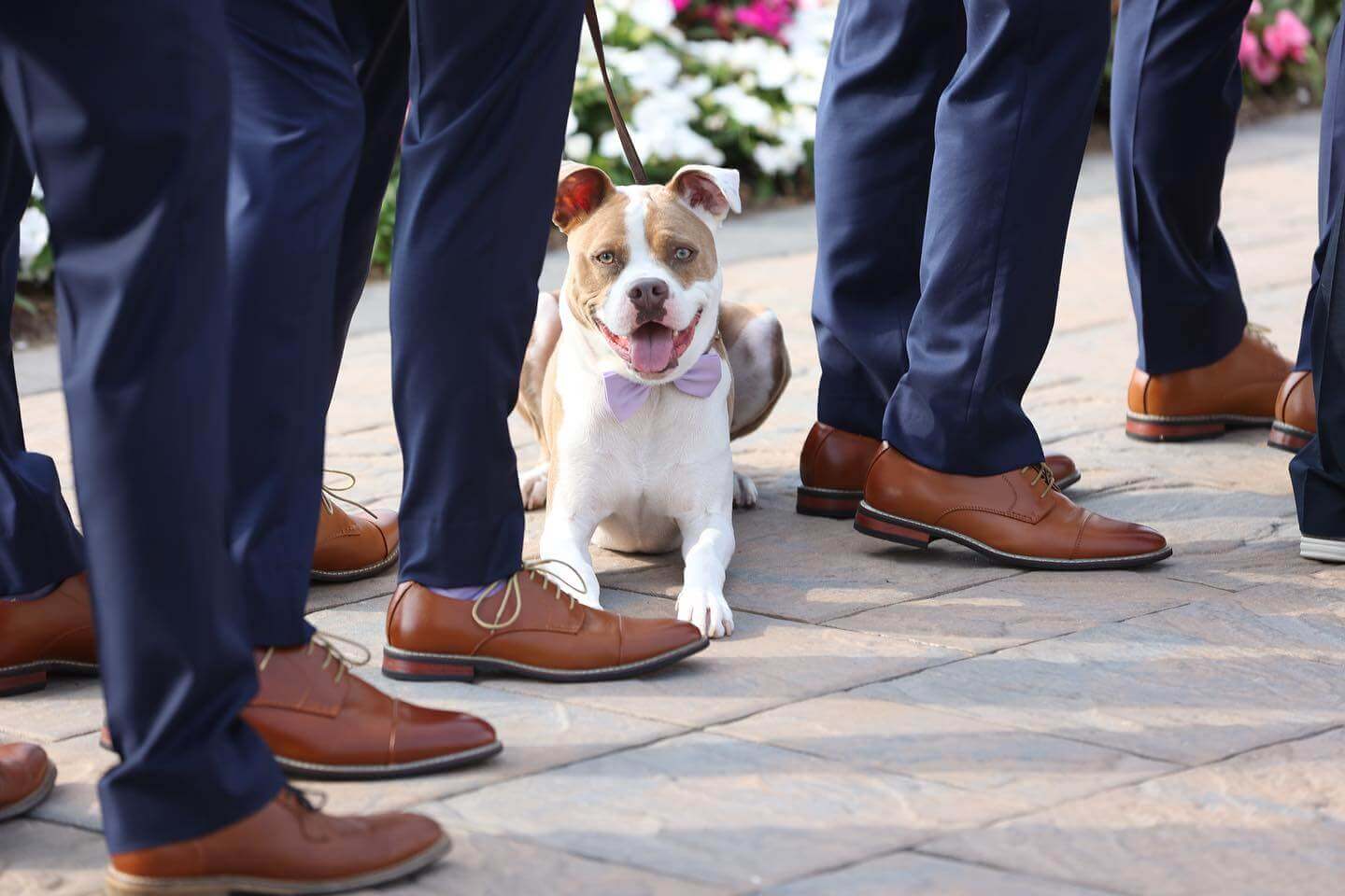 A dog is standing in front of the groomsmen's shoes at a outdoor wedding venue in New Jersey.